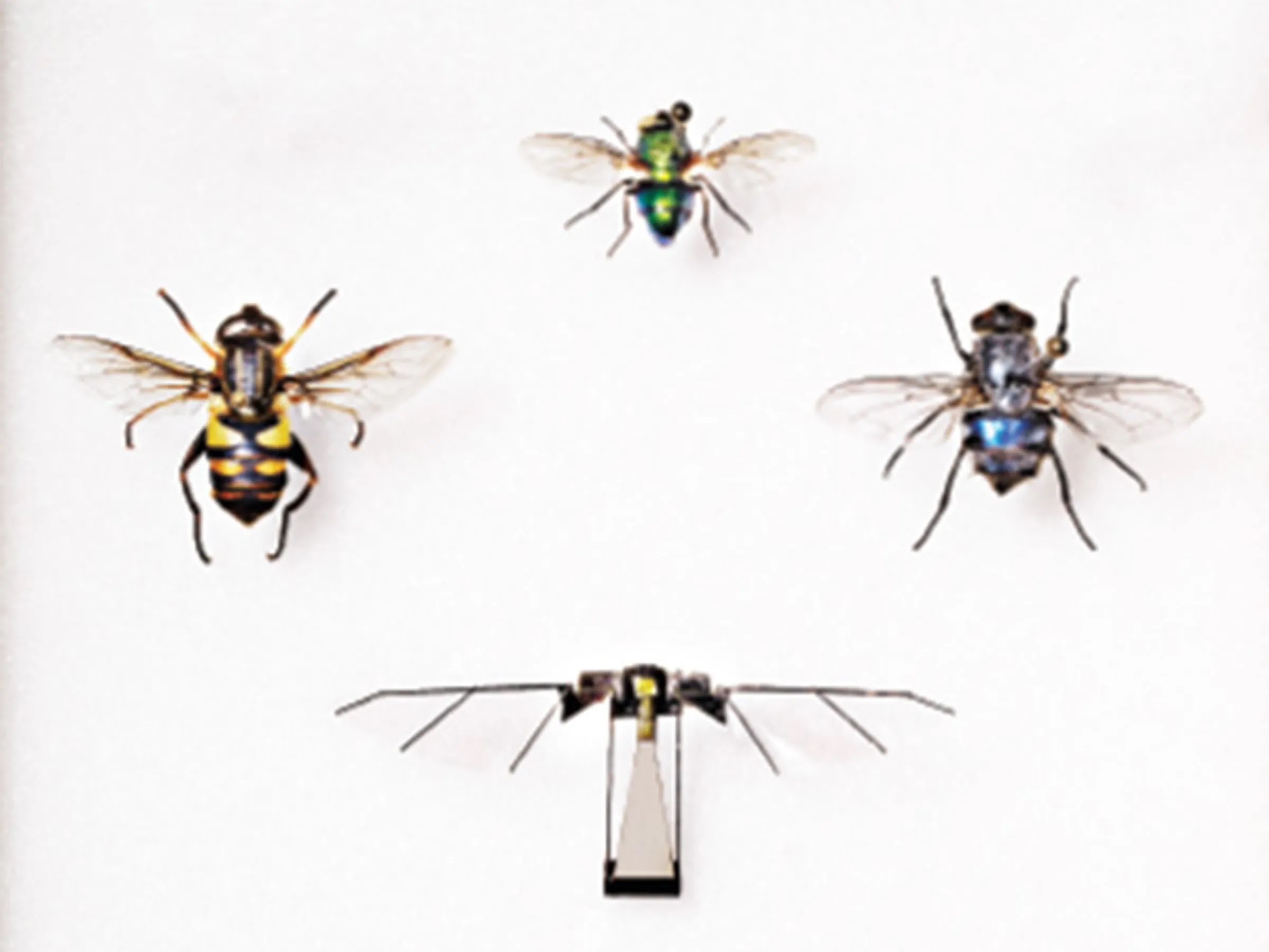 طنين الحكمة: رحلة فكرية على جناح ذباب